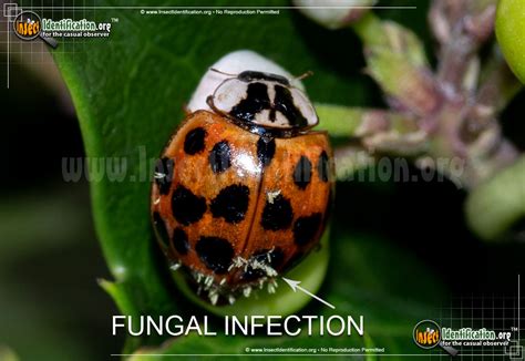 Asian Lady Beetle Bite Symptoms