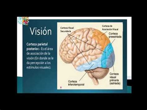 Neurociencias Y Educaci N Nervio Ptico Par Craneal Ii Sentido De La