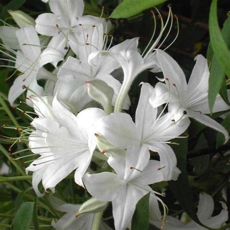 Azalea Westons Innocence Knippel Garden Centre