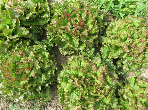 Laitue Rouge Grenobloise Semences Le Potager Ornemental De Catherine