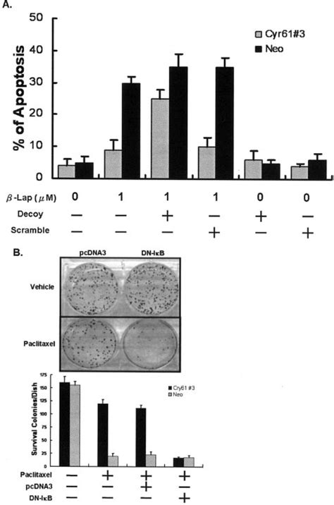 Cyr61 Inhibited Apoptosis Through Nf B Activation A Neo And Cyr613