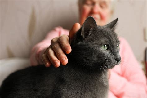 Malattie Del Gatto Anziano Come Prenderci Cura Del Pet Cazampa