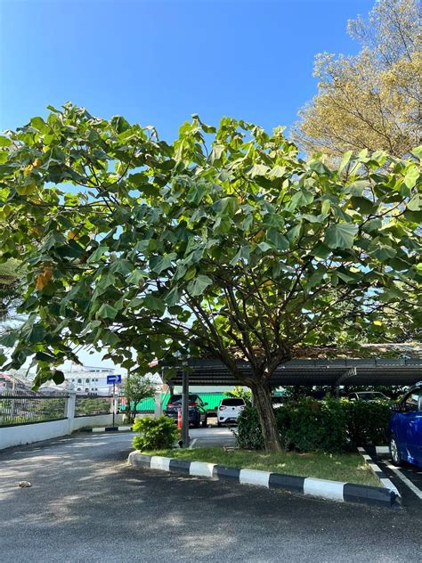 Majlis Perbandaran Kuala Kangsar Pokok Kangsar