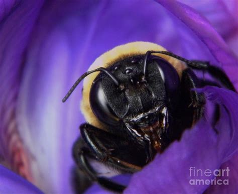 Angry Bumble Bee Photograph By Chris Berry