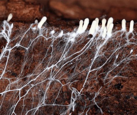 Understanding The Mushroom Life Cycle Mycelium Vs Fruiting Body