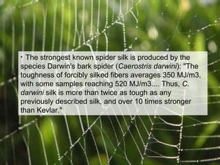 Spider Silk Ppt