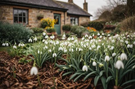 Premium AI Image Close Up Of A Clump Of Common Snowdrops Galanthus