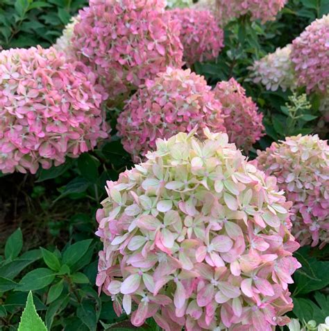 Гортензія волотиста Піксіо, (Hydrangea paniculata Pixio) | Купити від ...