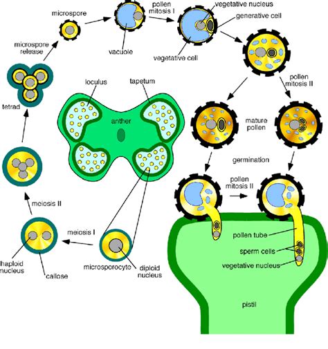 Schematic Diagram Illustrating Pollen Development Download