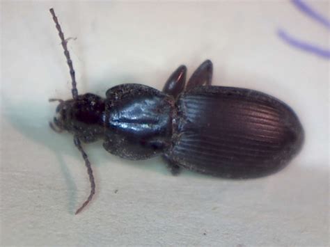 Ground beetle, Pterostichus - Foothill Sierra Pest Control