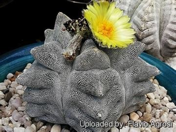 Astrophytum Myriostigma Cv Onzuka V Type