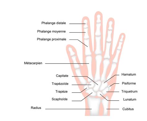 Scaphoid Fracture Of The Hand Symptoms Treatment