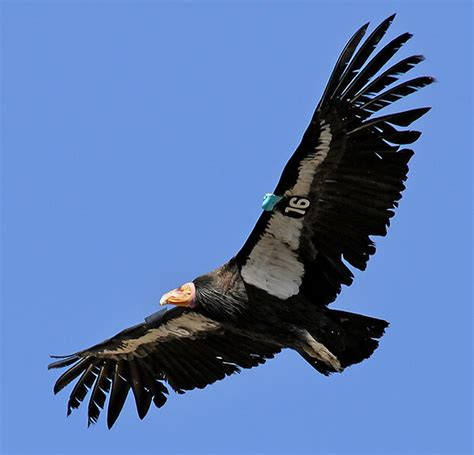 California Condor - Peninsula Humane Society & SPCA