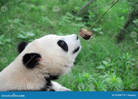 Panda Eating Cake. Royalty Free Stock Images - Image: 25448779