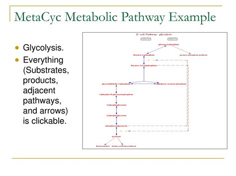 Ppt Bioinformatics Probe Design Tutorial Primer3 Biocarta Expasy Kegg Wit Metacyc