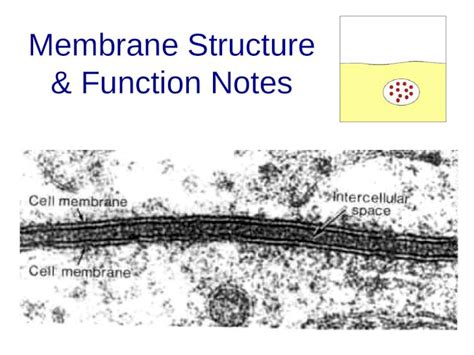 PPT Membrane Structure Function Notes About Cell Membranes 1 All