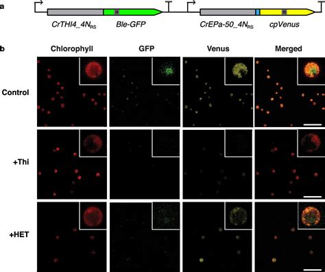 Development Of Novel Riboswitches For Synthetic Biology In The Green