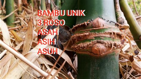 DAPAT BAMBU UNIK TRIROSO ASAH ASIH ASUH YouTube