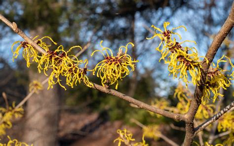 Blooming Witch Hazel Green Spring Gardens Alexandria Va Novabeth