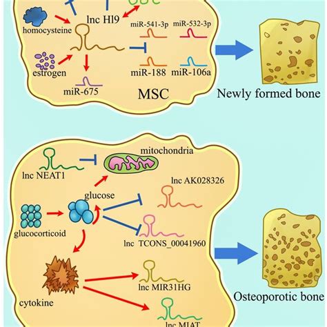 A Schematic Representation Of Lncrnas Involved In Osteogenic