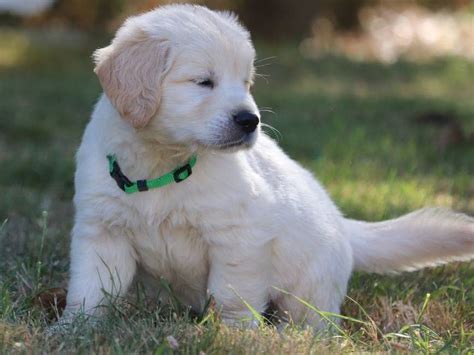 À vendre un chiot Golden Retriever LOF sable mâle Petite Annonce chien