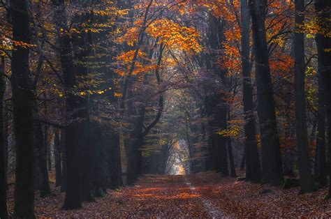 Nature Landscape Photography Forest Dark Path Fall Trees Plants