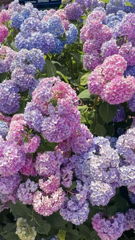 hydrangeas pink and blue costal grandmother aesthetic | Hydrangea ...