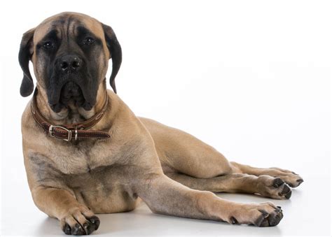 5 Things to Know About Mastiffs