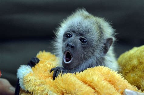 Cute Weird Baby Animals - Animals World