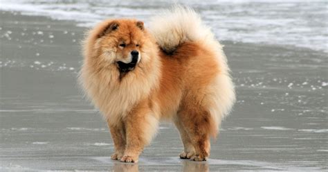 Cachorro Da Lingua Azul - Chow Chow - o cão chinês da língua azul - Estrela Animal