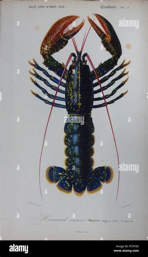 283 Homarus gammarus - Illustration Stock Photo - Alamy