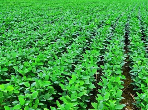 A Complete Guide To Soybean Cultivation And Production