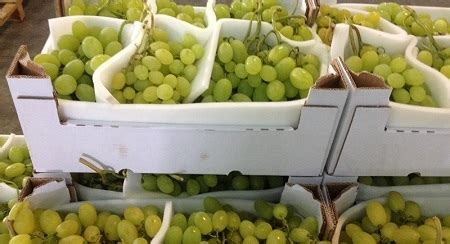 Uva Da Tavola La Regina Del Mercato Ortofrutticolo Uva Da Tavola