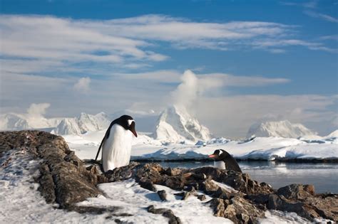 Premium Photo | Penguins in a snowy landscape