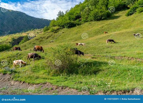 Lots Of Cows In A Mountain Green Pasture Stock Image Image Of Copy