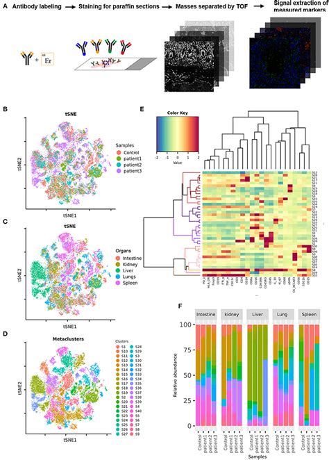 Frontiers Imaging Mass Cytometric Analysis Of Postmortem Tissues