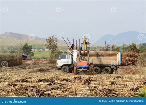 Sugar cane harvesting stock photo. Image of industry - 65771072