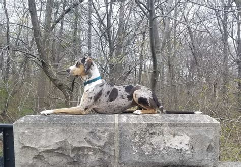 Dogs Guarding The House Dog Guarding Suburban K9