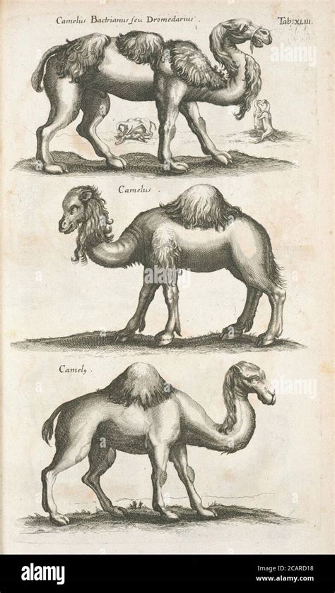 vintage animal illustration vintage classical artistic drawing Stock ...