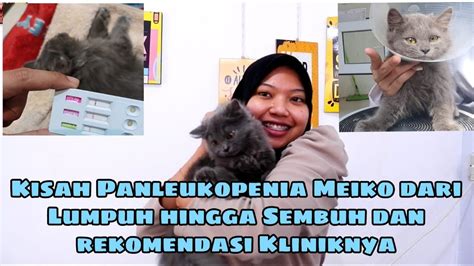 Virus Panleukopenia Pada Kucing Menyebabkan Lumpuh Total Youtube