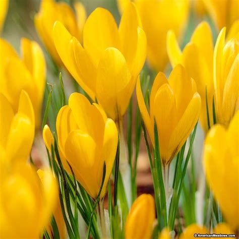 Many Yellow Flowers Are Growing In The Grass