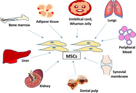 Sources Of Mscs Mscs Can Be Obtained From Various Sources Including