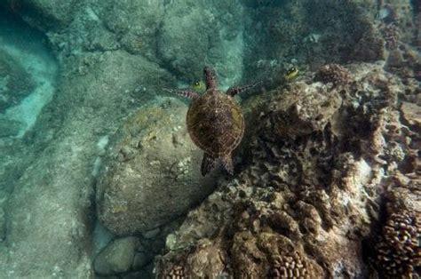 Tortues Au Costa Rica O Et Quand Les Observer