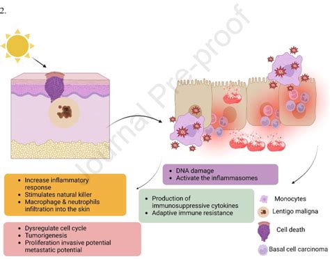 Figure2: Melanosomes, UV irradiation, and NOS/NOX family enzymes can... | Download Scientific ...