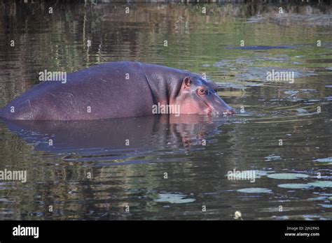 Flu Pferd Im Sweni River Hippopotamus In Sweni River Hippopotamus