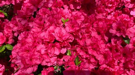 15 Dwarf Azalea Varieties For Compact Planting Spaces