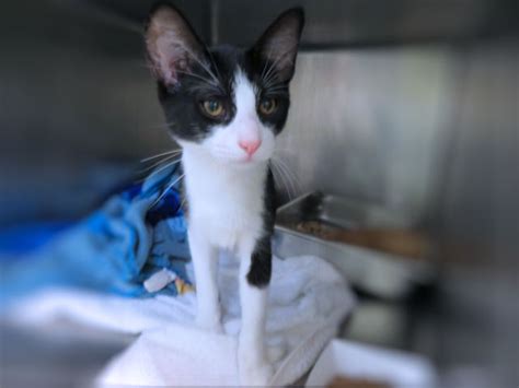 Photos Adoptable Cats At Oklahoma City Shelter Oklahoma City