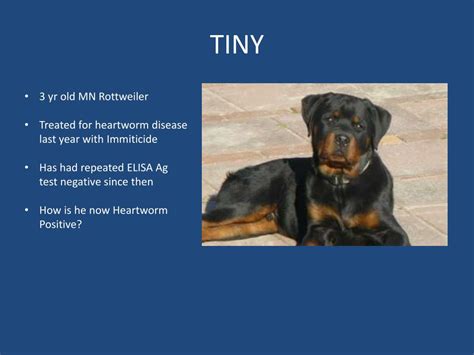 Ppt Heartworm Disease Powerpoint Presentation Free Download Id2066943