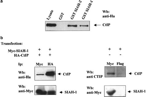 In Vitro And In Vivo Interaction Between Siah And Ctip A Binding