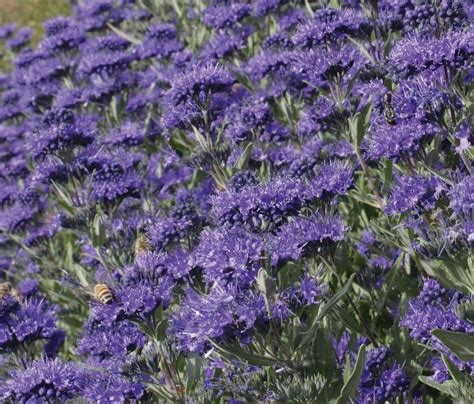 Caryopteris X Clandonensis First Choice Plants First Choice Choices